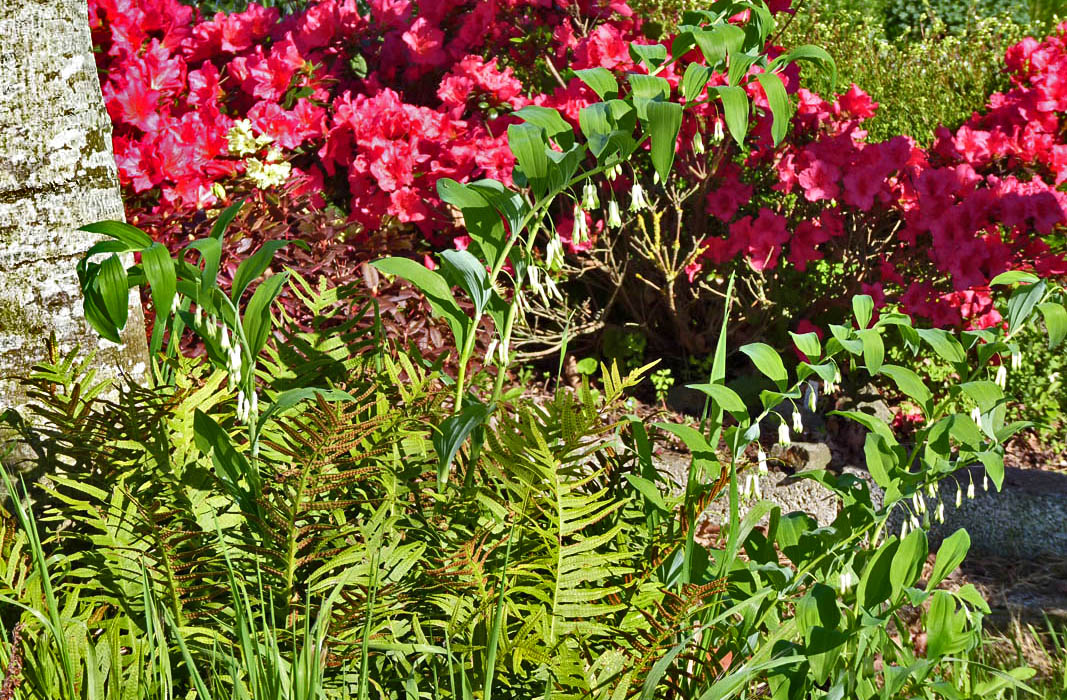 Polygonatum multiflorum photo